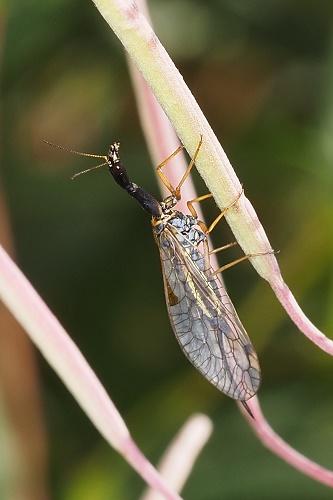 Dichrostigma flavipes